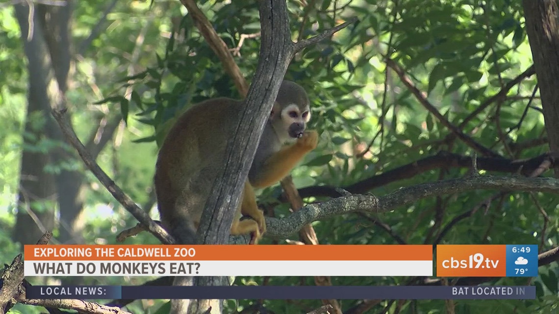 EXPLORING THE CALDWELL ZOO: Feeding Squirrel Monkeys | cbs19.tv