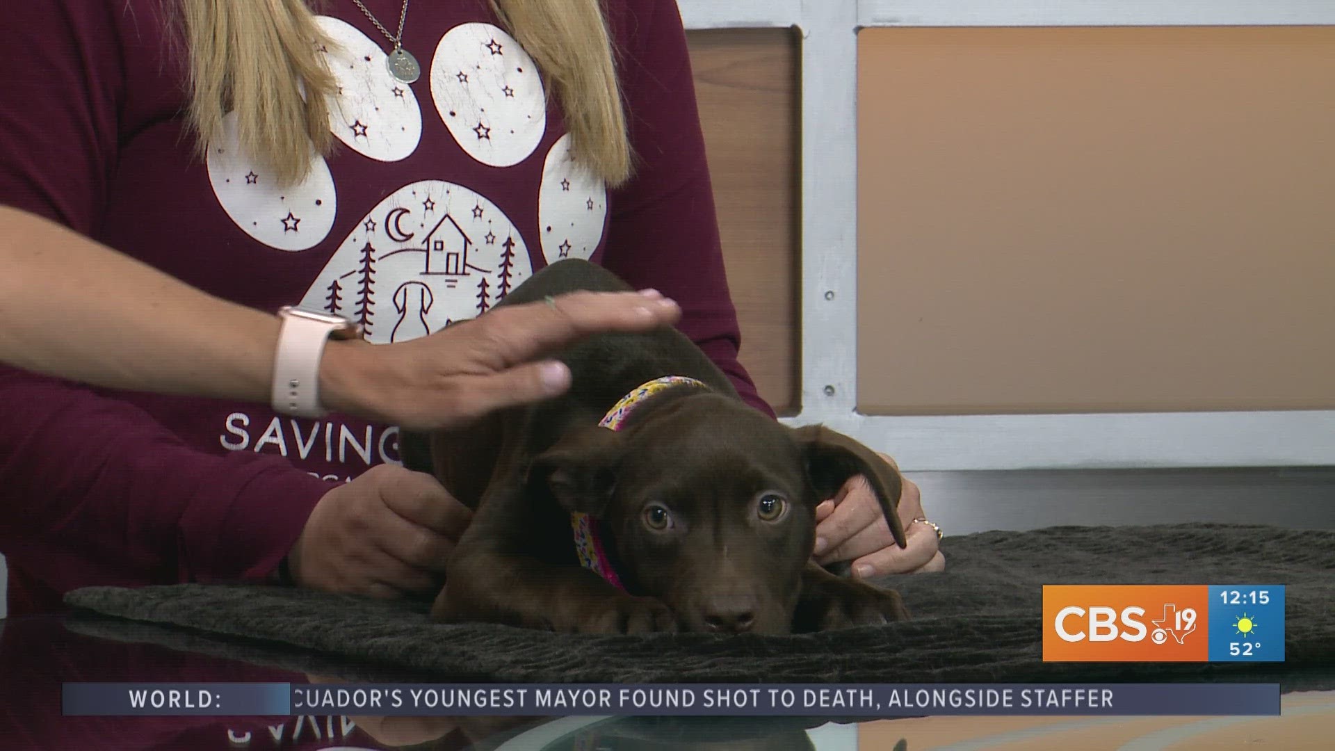 TUESDAY TAILS: Meet Rum Raisin from the SPCA of East Texas
