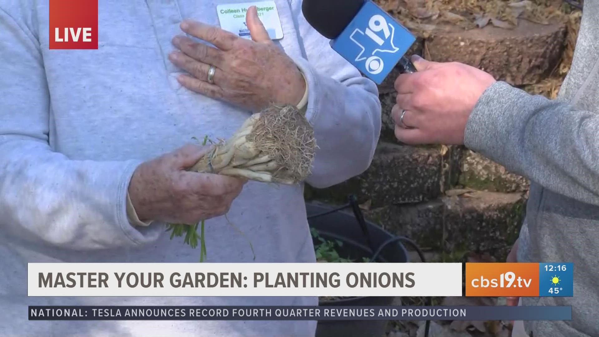 The Smith County Master Gardeners explain how to plant onions this winter!