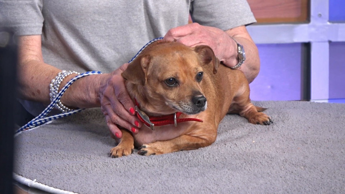 TUESDAY TAILS: Meet Thor from the SPCA of East Texas | cbs19.tv