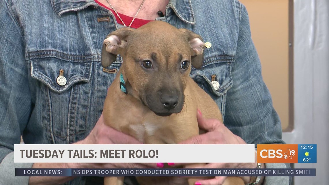 TUESDAY TAILS: Meet Rolo from the SPCA of East Texas | cbs19.tv