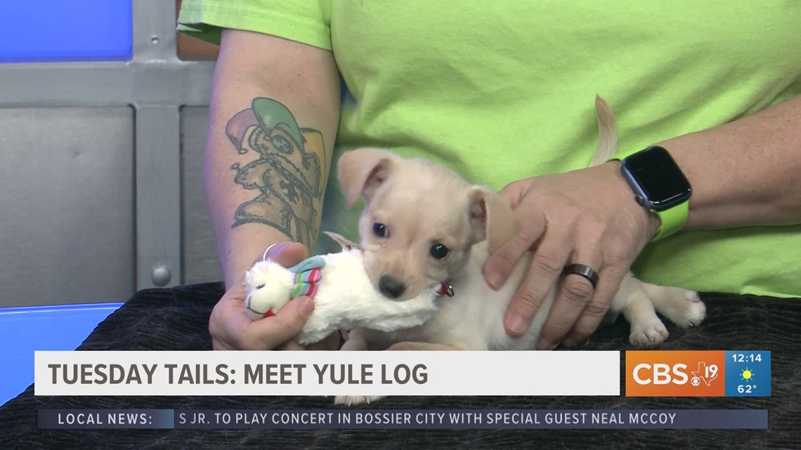 Meet Yule Log from the SPCA of East Texas - Vimarsana News
