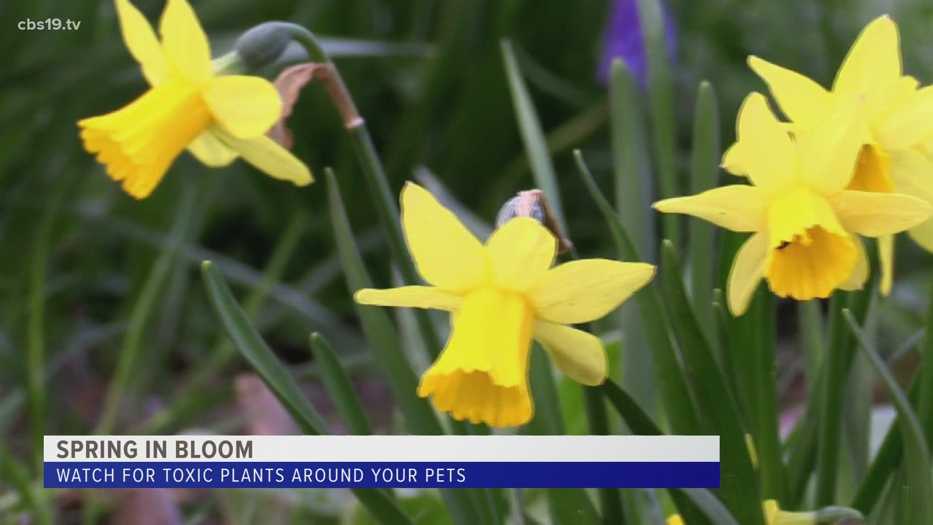 Are Dogs Allergic To Daffodils