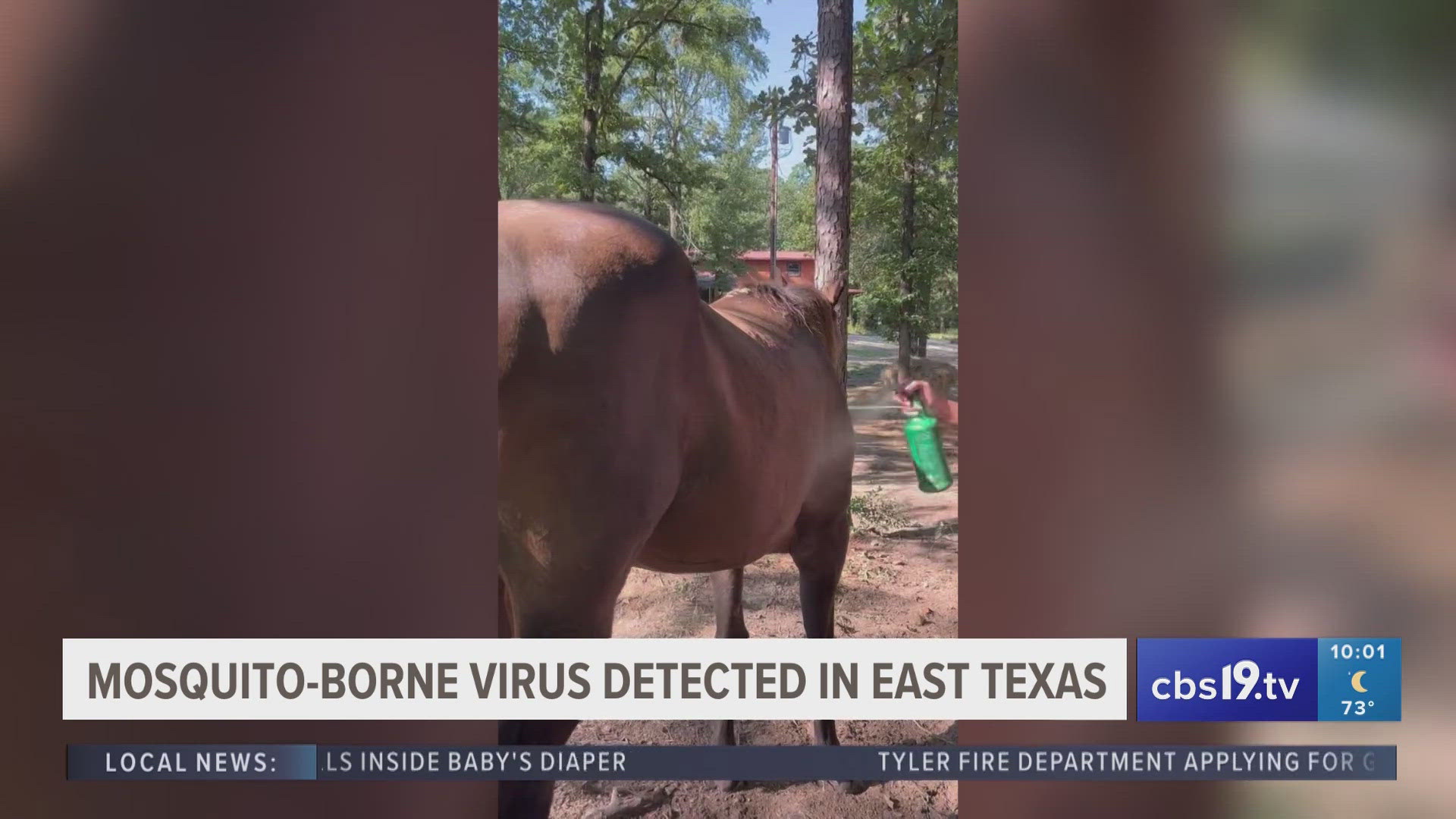 The mosquito-borne eastern equine encephalitis virus was detected in two horses in Houston County.