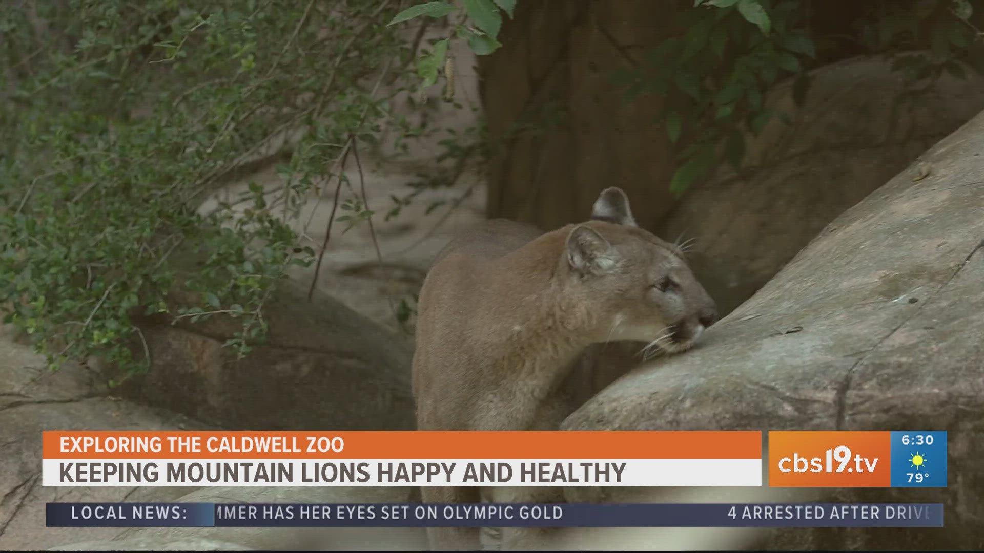 For more behind-the-scenes zoo content, watch CBS19 on Fridays during Morning Y'all for the weekly segment, Exploring the Caldwell Zoo.