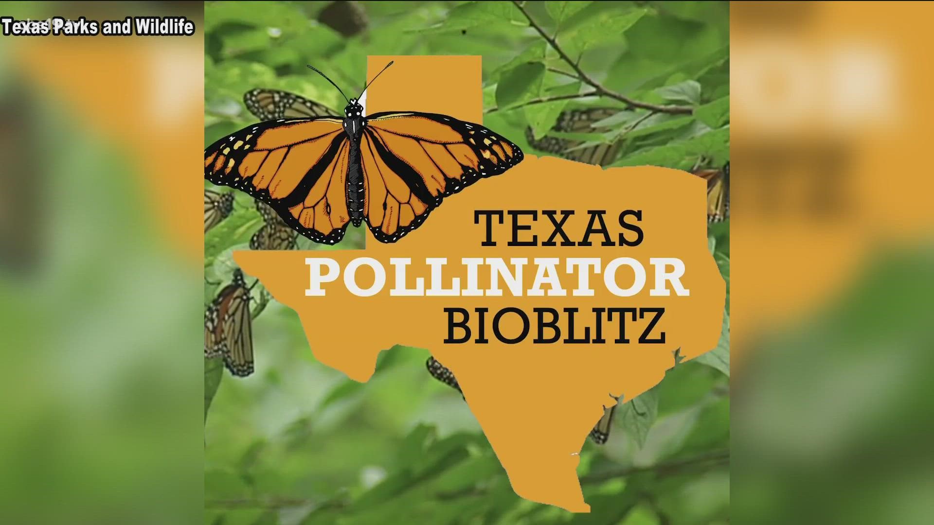 The event runs until October 17th and encourages Texans to look out for our helpful pollinators