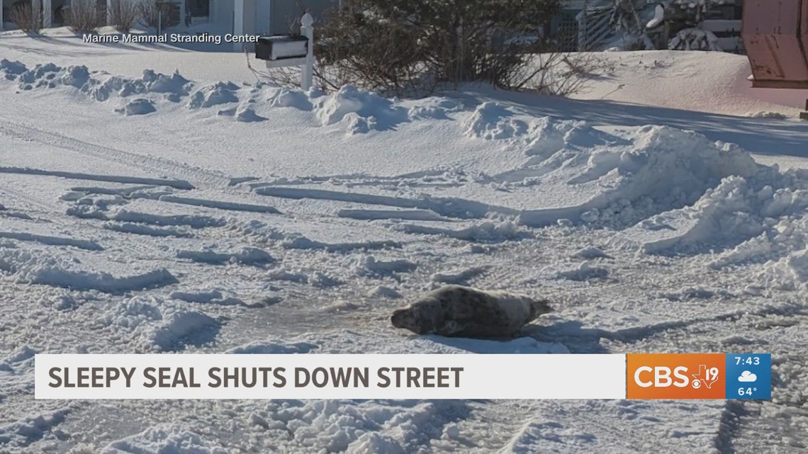 Sleepy seal pup naps on snowy New Jersey street