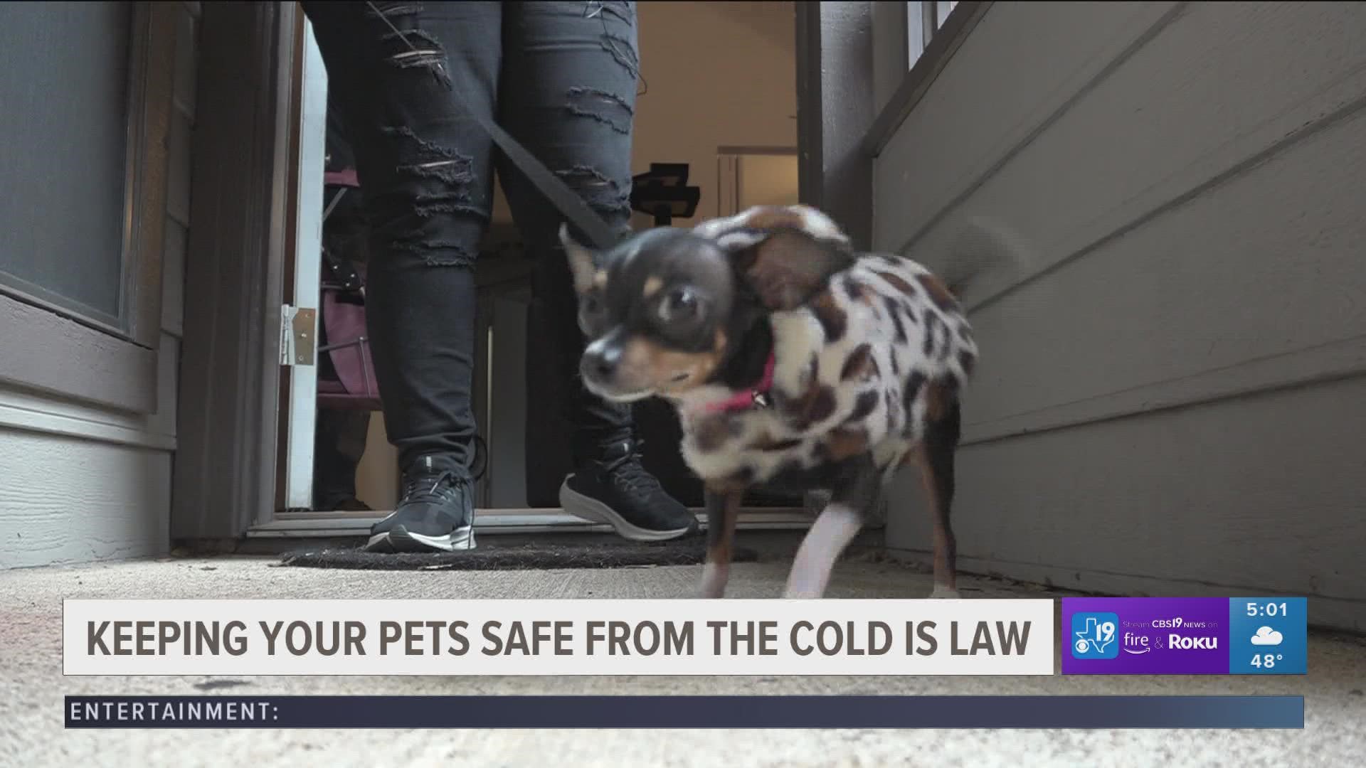 Amid the sub-freezing temperatures, here's how to keep your pets warm
