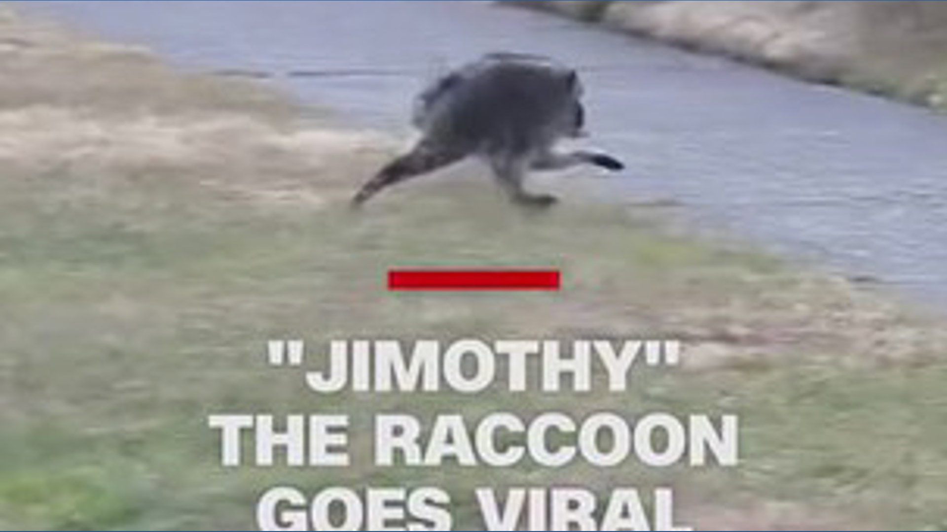 'Jimothy' the Raccoon goes viral | cbs19.tv