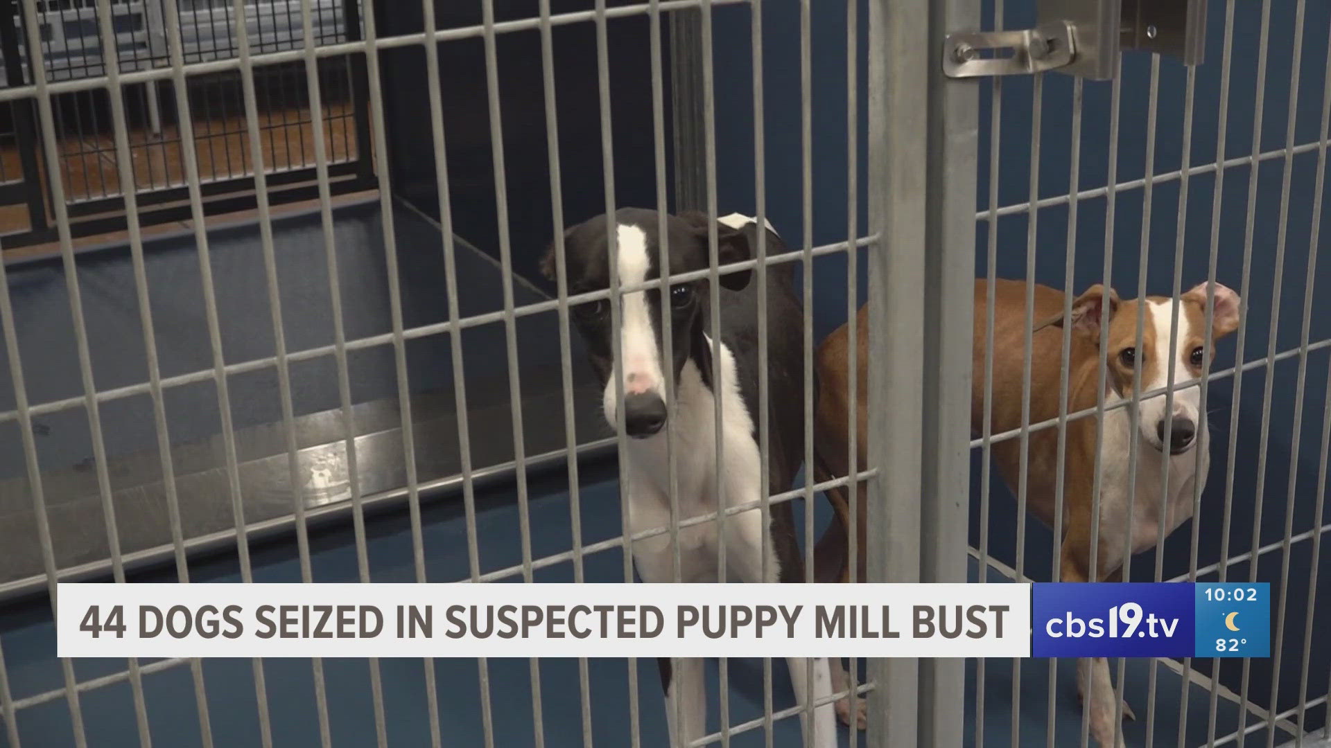 44 dogs seized from suspected puppy mill near Troup cbs19.tv