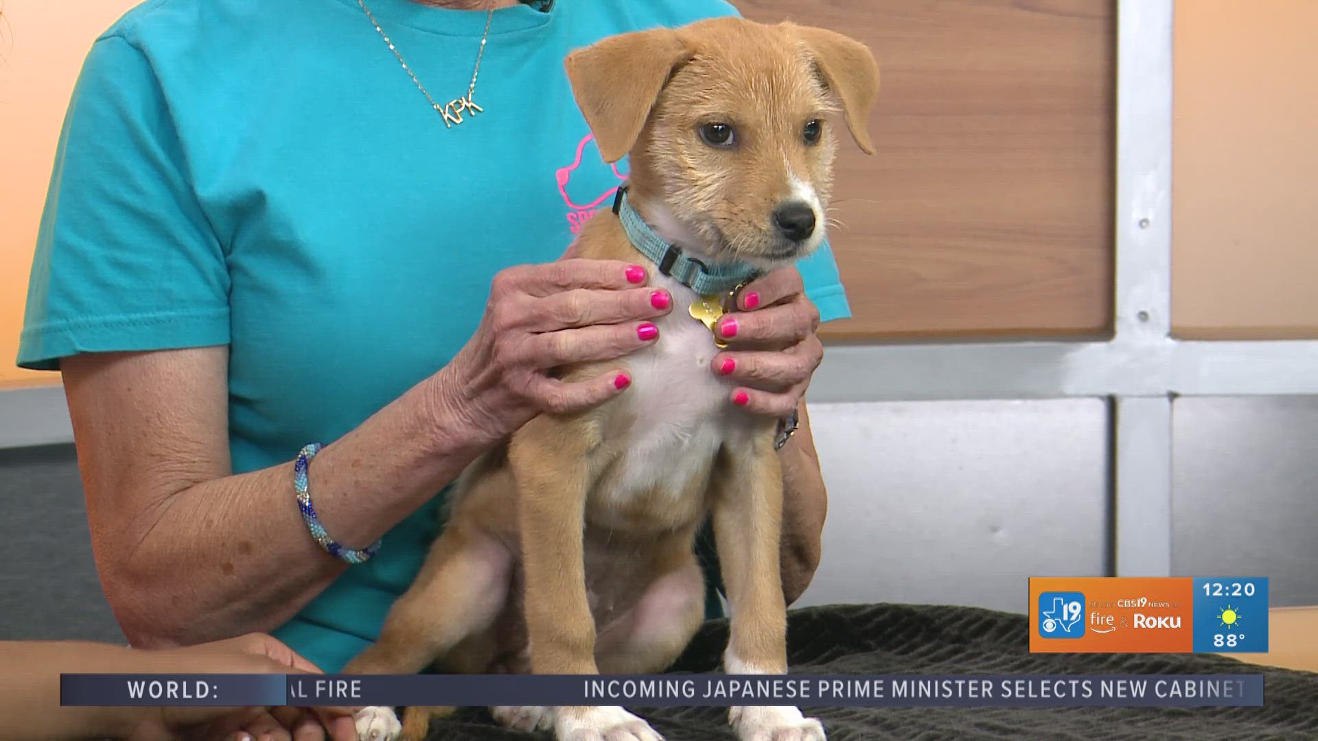 The SPCA of East Texas is also in need of volunteers to bottle feed, and also foster families to place cats and dogs.