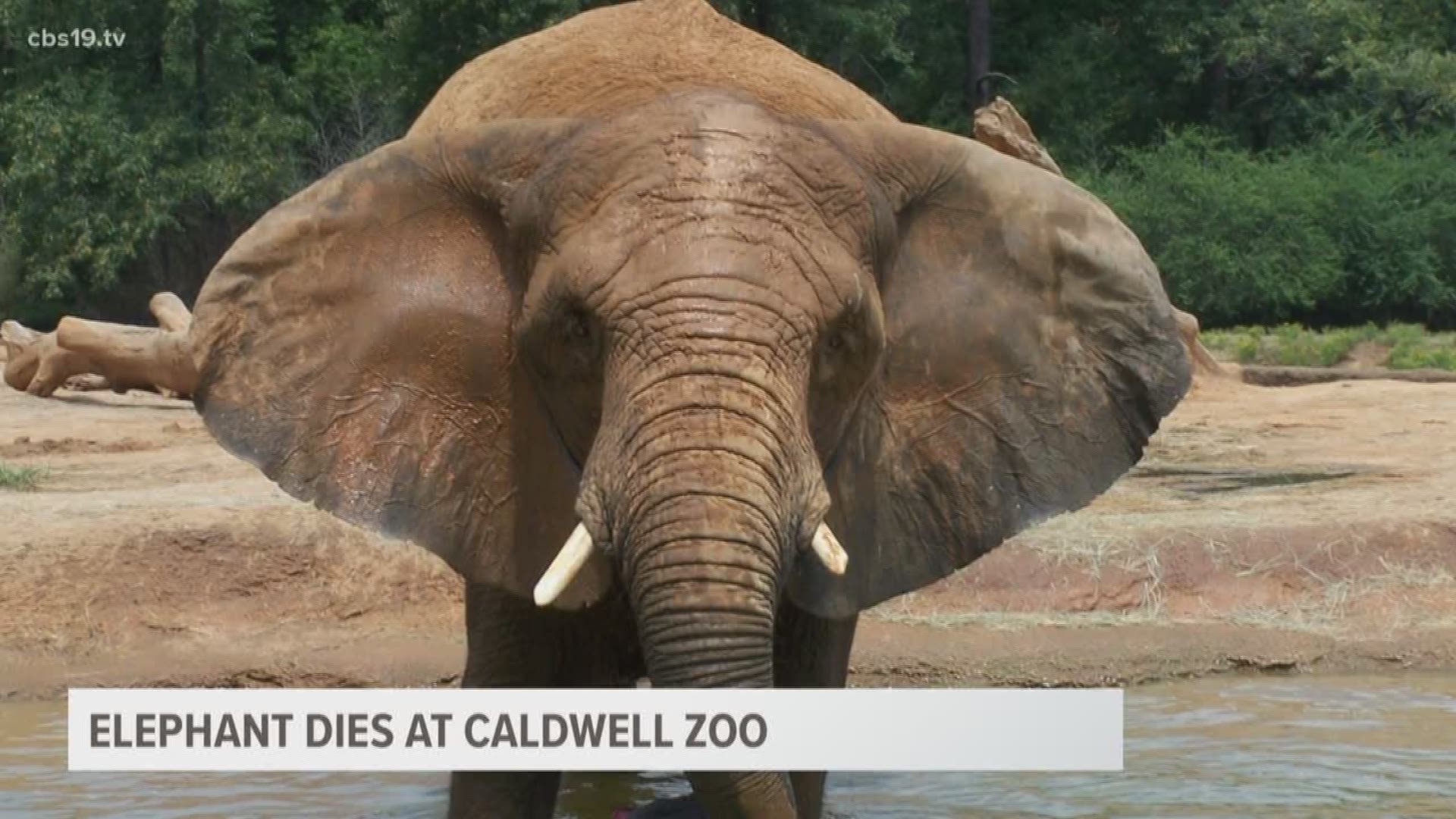 Caldwell Zoo mourns the loss of Rolinda the African elephant