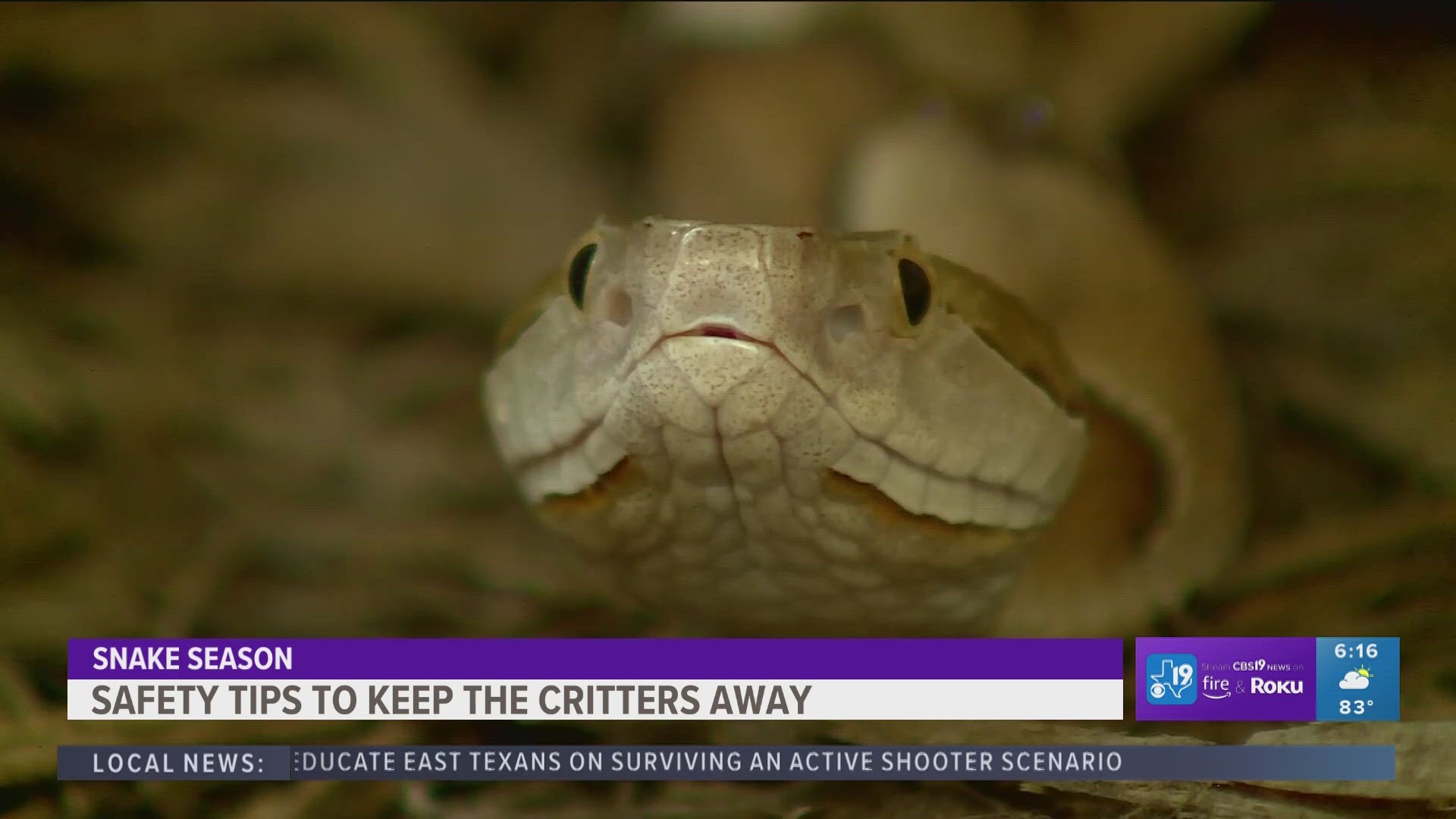 BE ON THE LOOKOUT: Snake season gets underway in East Texas