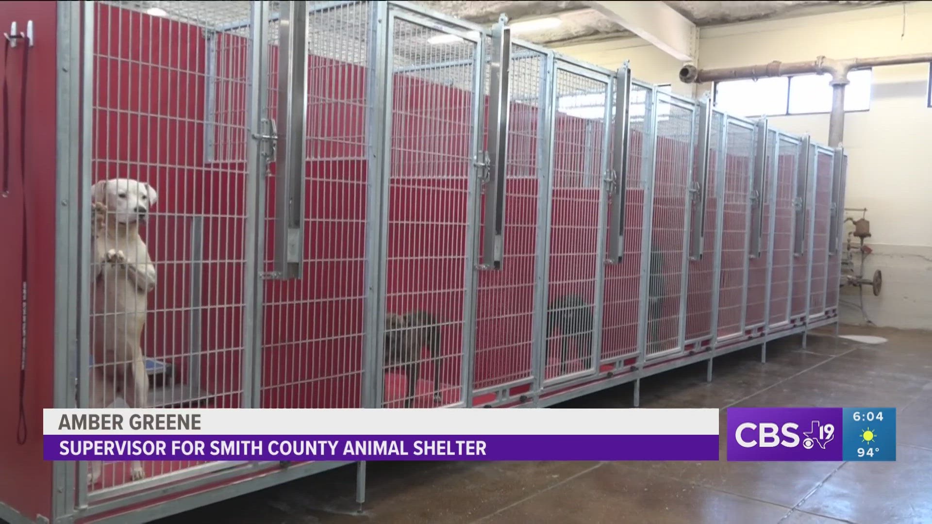 Smith County Animal Control supervisor Amber Greene said in her 13 years working with the shelter,  the population of dogs is the highest she's seen.