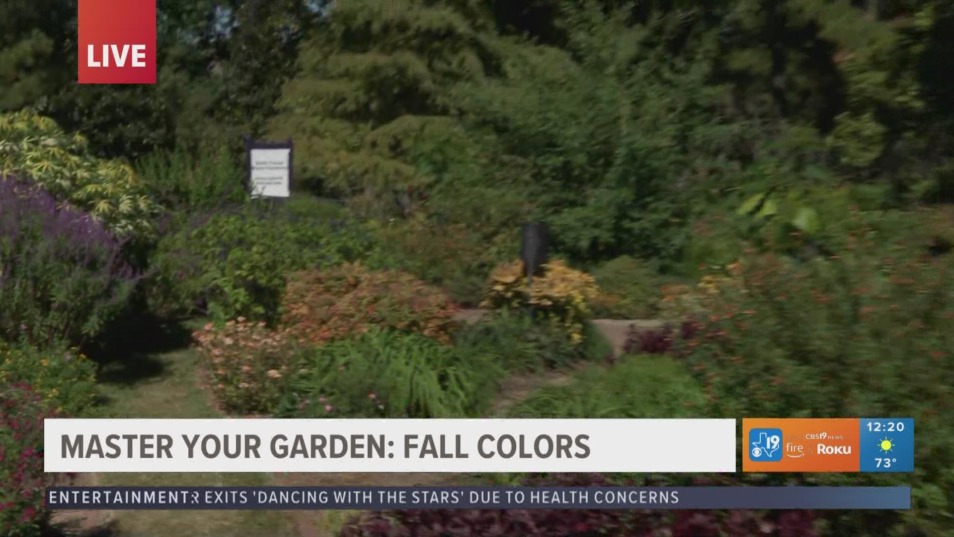 As the seasons change, so will your landscape with beautiful Fall foliage. In this week's mastering your garden series, we learn what causes this change.