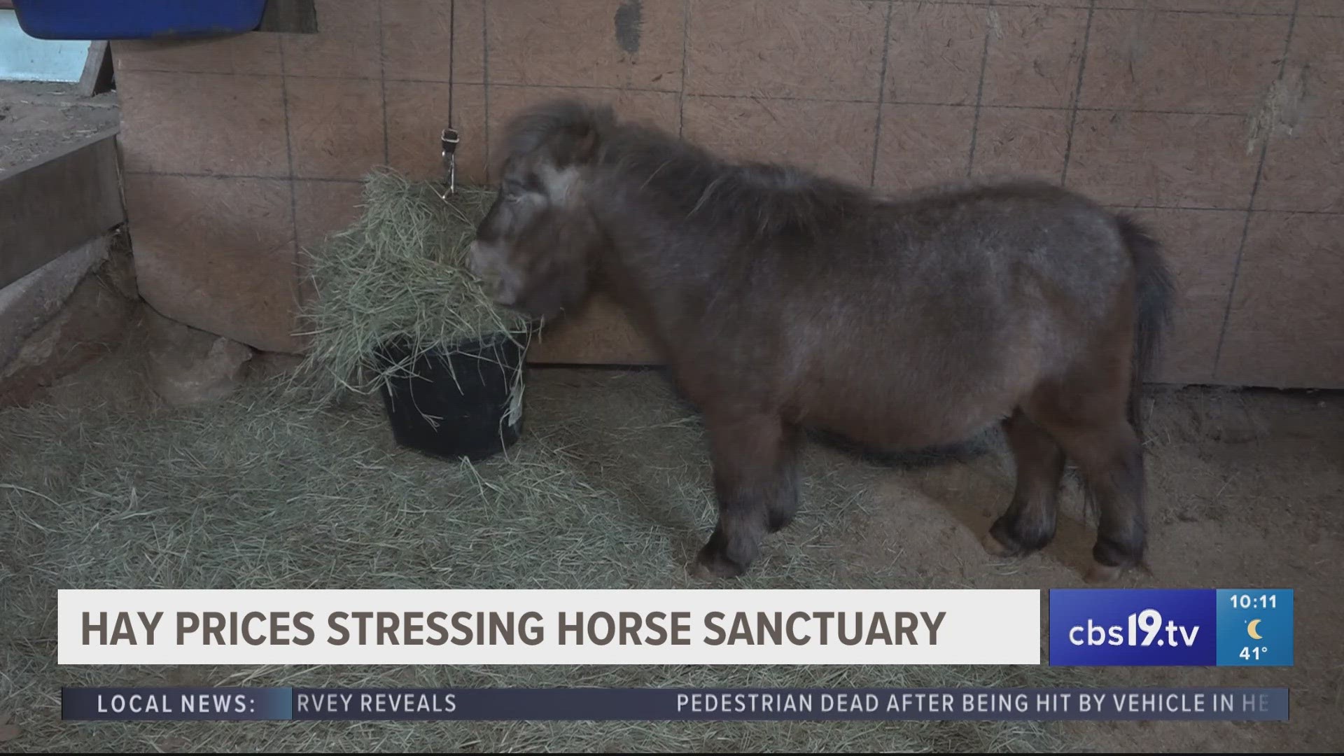 Angela Parham, president of Spirit Run Equine Rescue, said people can buy a $40 bale of hay, but right now it probably won't be good quality.