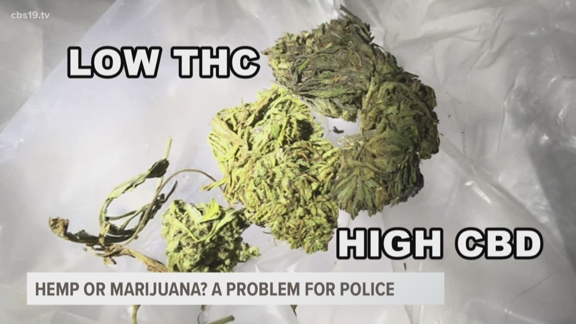 Law Enforcement Working To Better Distinguish Legal Hemp And Illegal ...