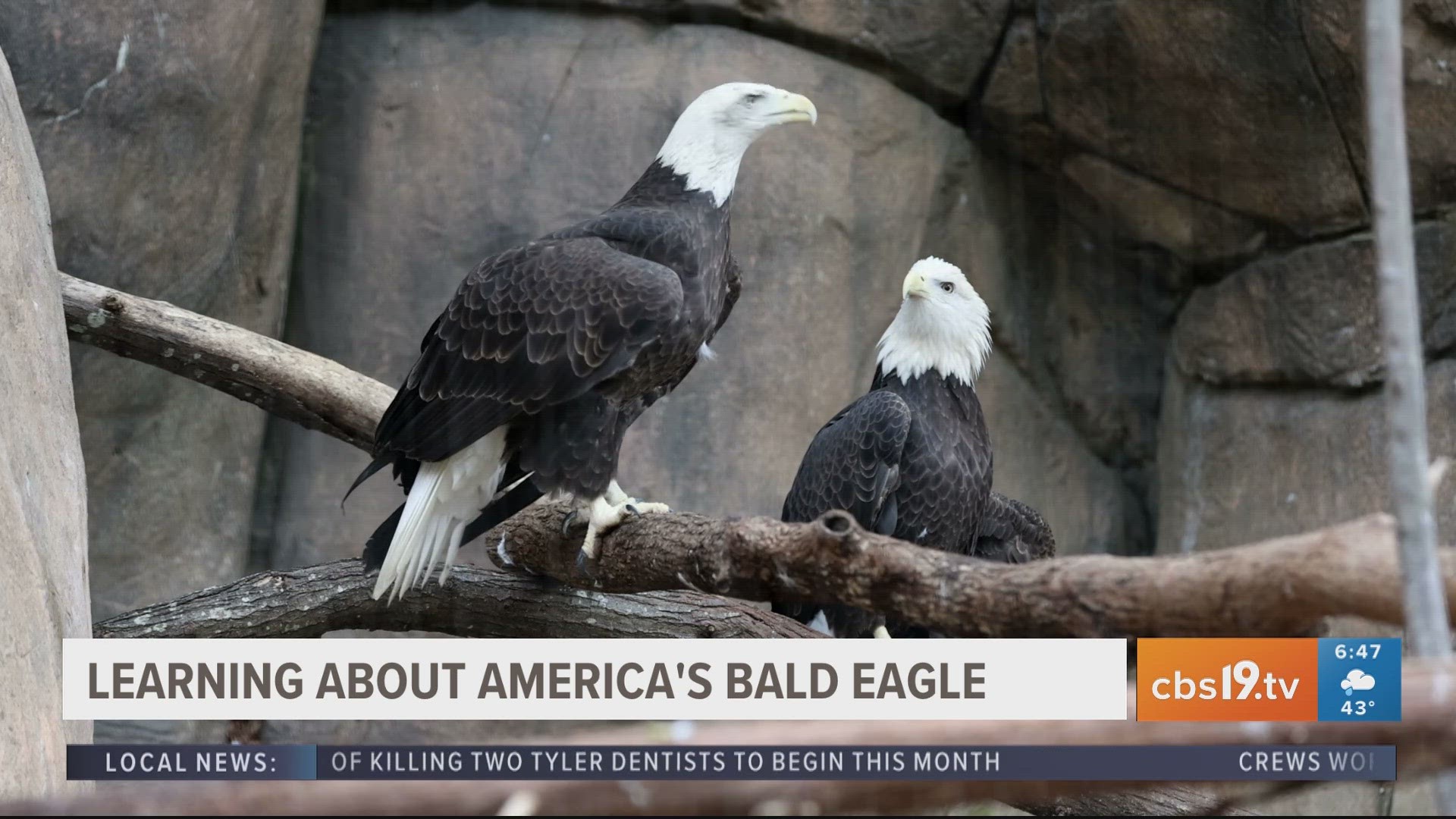 For more behind-the-scenes zoo content, watch CBS19 on Fridays during Morning Y'all for the weekly segment, Exploring the Caldwell Zoo.