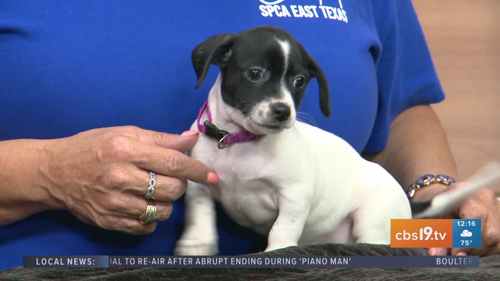 TUESDAY TAILS: Meet Pepper from the SPCA of East Texas