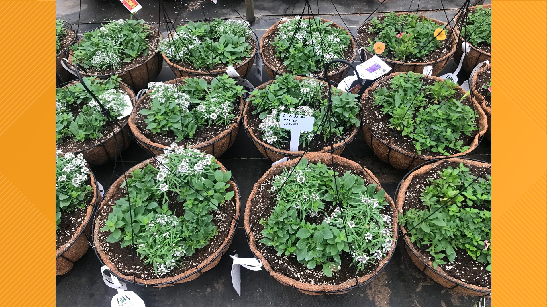 Jacksonville farm goes independent cbs19.tv