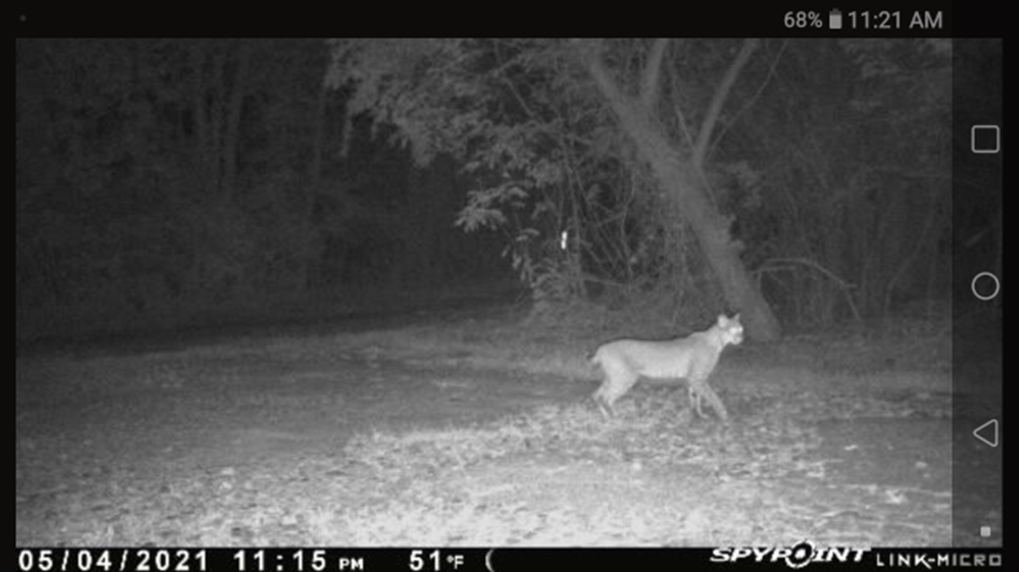 Bobcat spotted on East Texas game camera cbs19