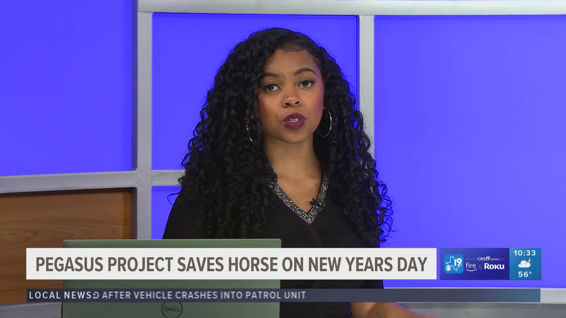 A horse that has been living in cruel conditions was finally rescued on new years day by a local nonprofit, the Pegasus Project.