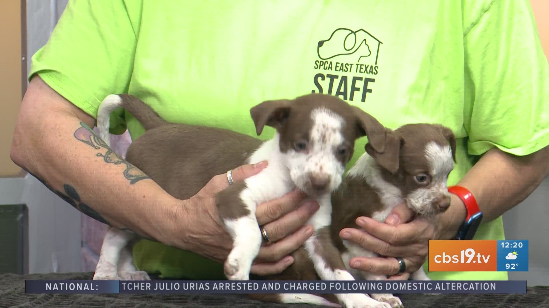 For today's edition of Tuesday Tails, meet Bowie and Bodie from the SPCA of East Texas.