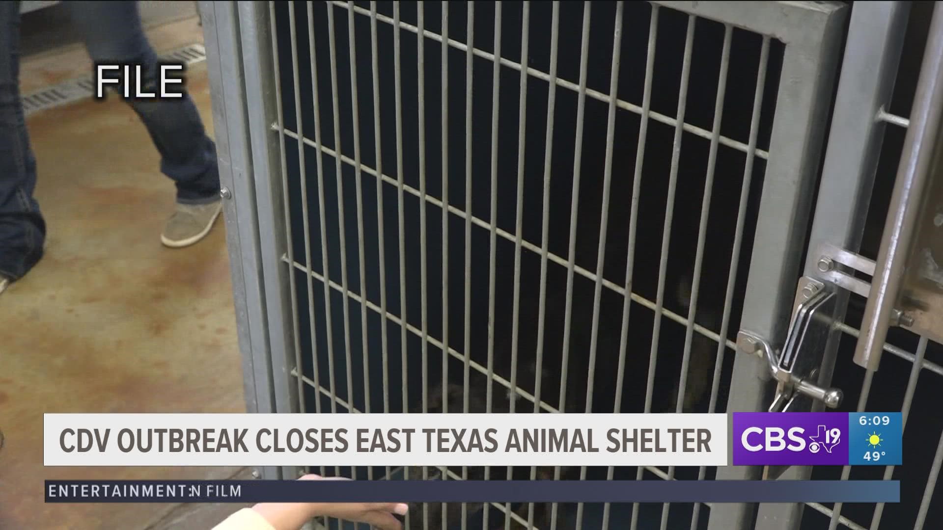 Canine virus outbreak prompts East Texas shelter to close 