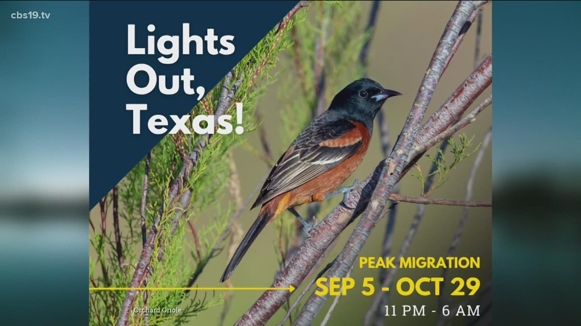 How you can help birds during their migration over Texas cbs19.tv
