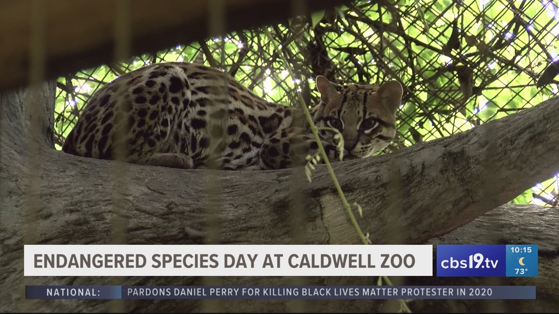 Endangered species day celebrated at Caldwell Zoo - Vimarsana News
