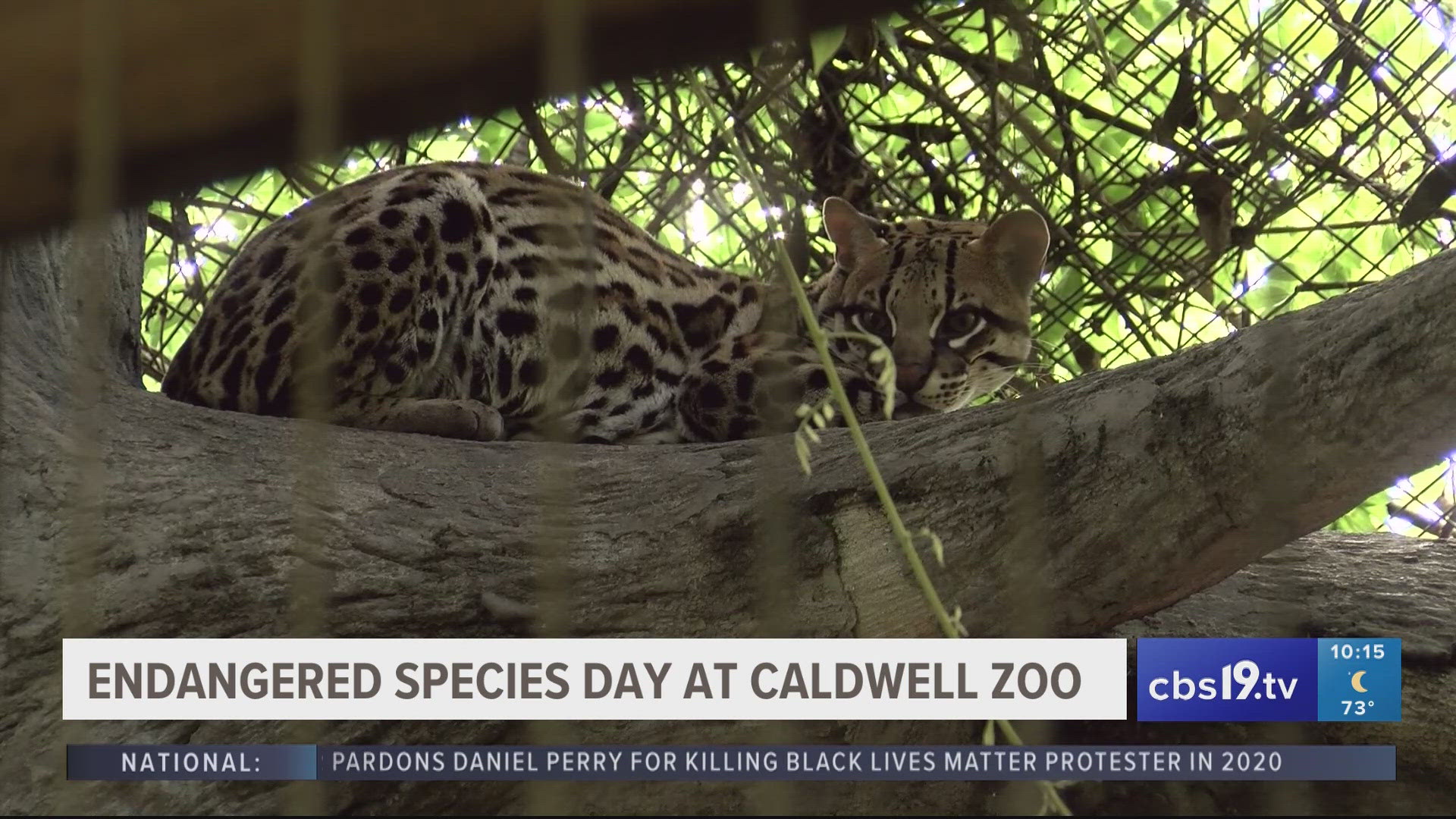 On Friday, the Caldwell Zoo celebrated endangered species day. The zoo currently has around thirty species of endangered animals.