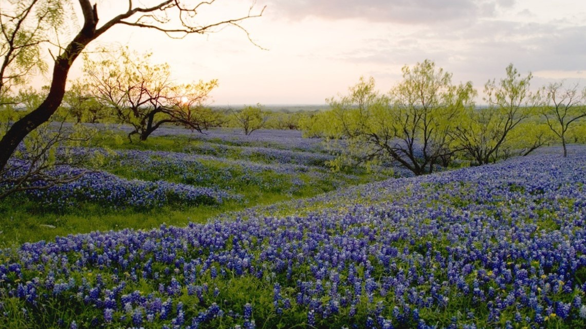 Wildflowers in East Texas cbs19.tv