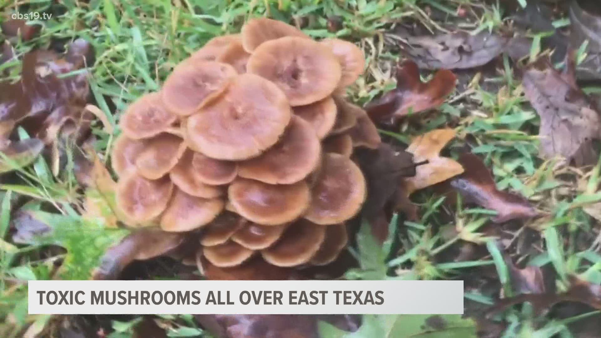 are mushrooms in grass after a rain dangerous to dogs