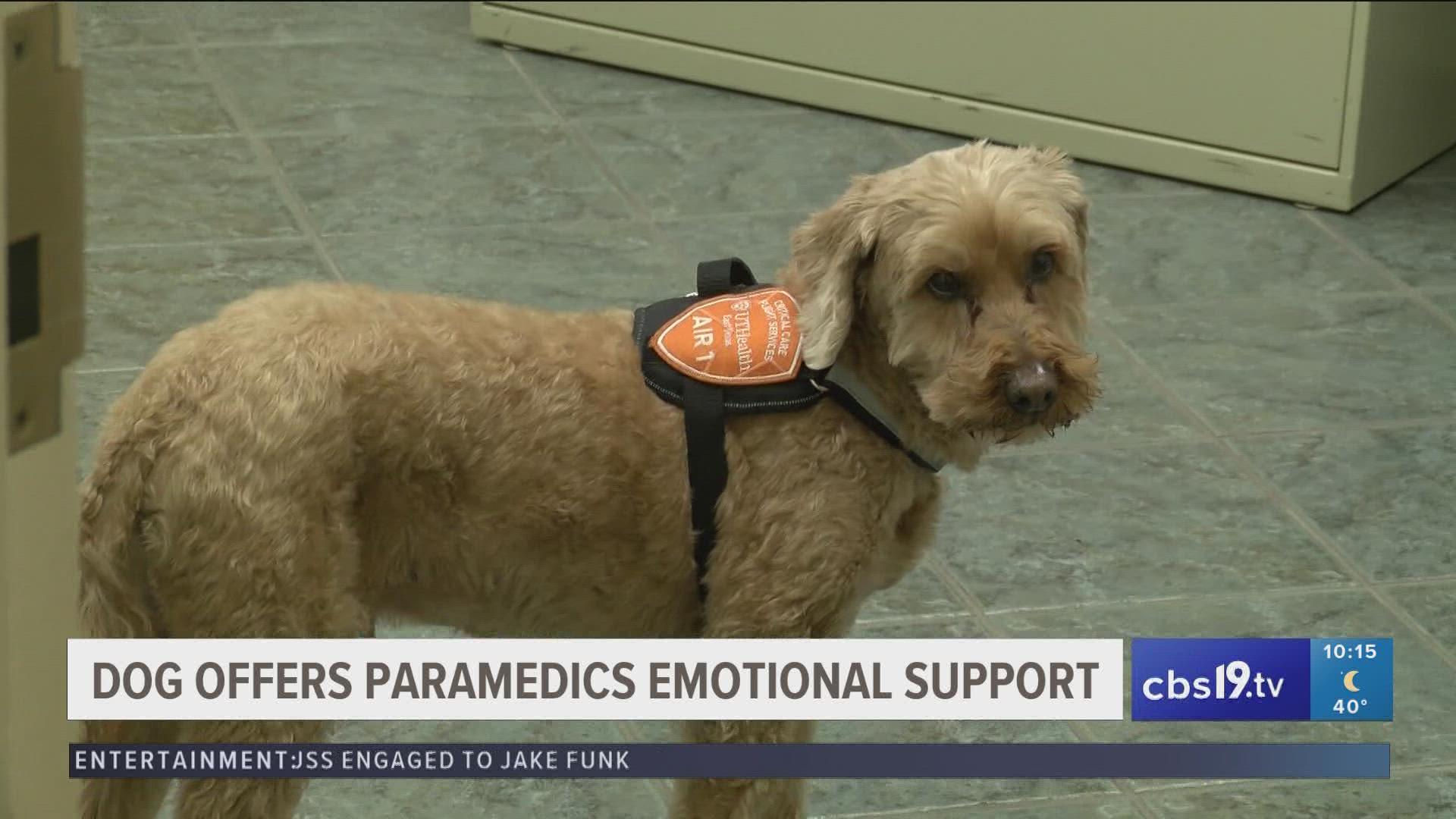 Apollo is a labradoodle support dog that brings a smile to many at UT Health, especially to the EMS crews who experience trauma on the job.