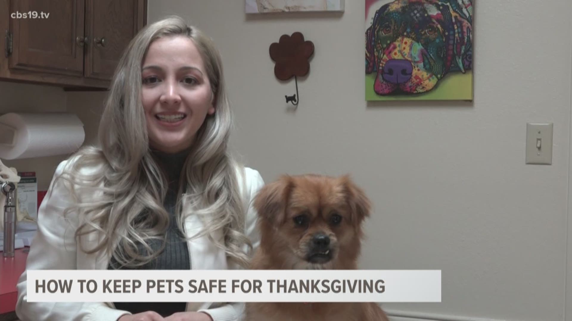 If you're having Thanksgiving at your aunt's, grandma's, wherever, often times a pet is lurking around the Thanksgiving table waiting for you to drop a piece of turkey or ham. Turkey is fine but not everything on your plate is okay for cats and dogs.