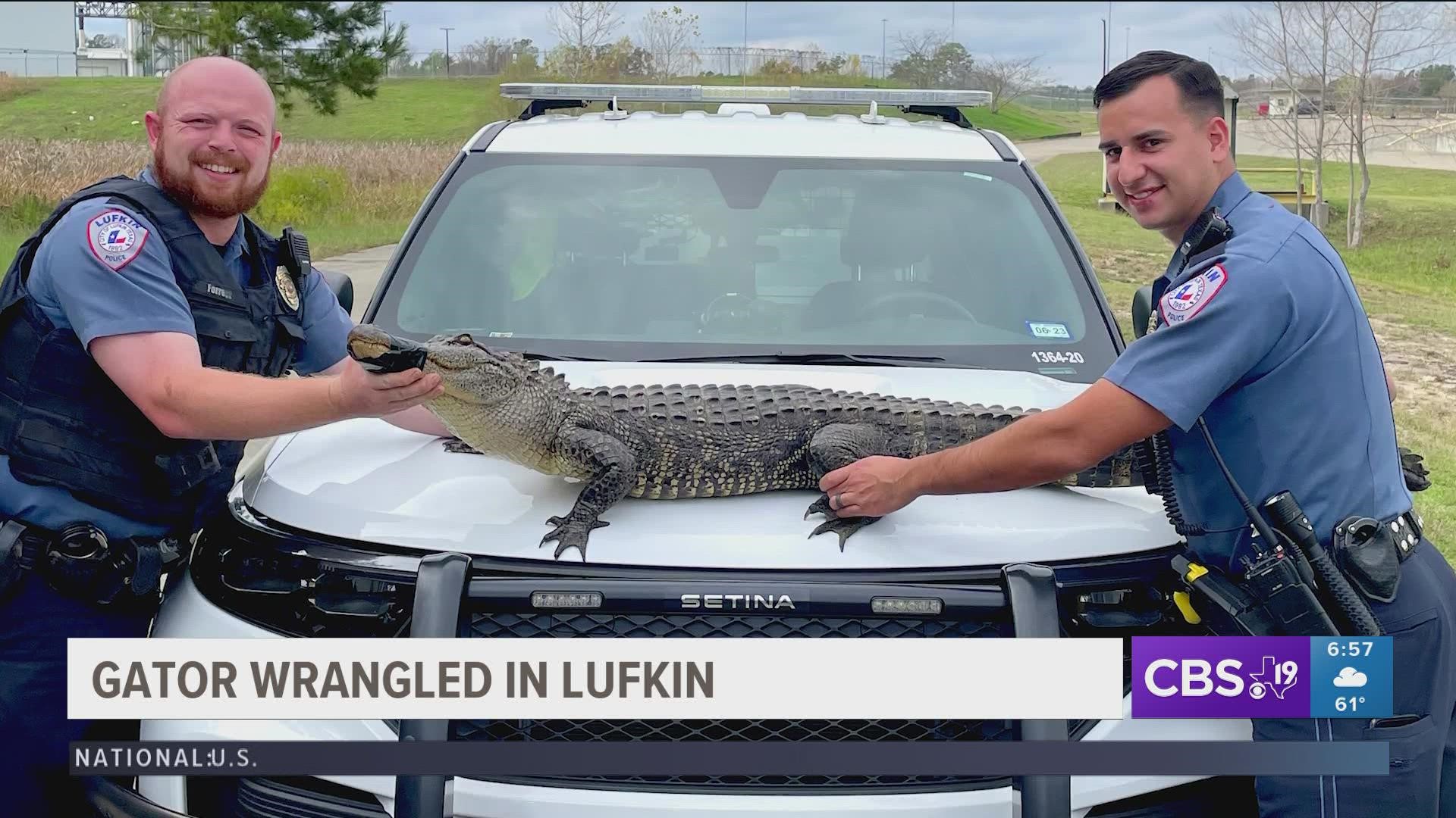 Police wrangle 6-foot alligator in Lufkin