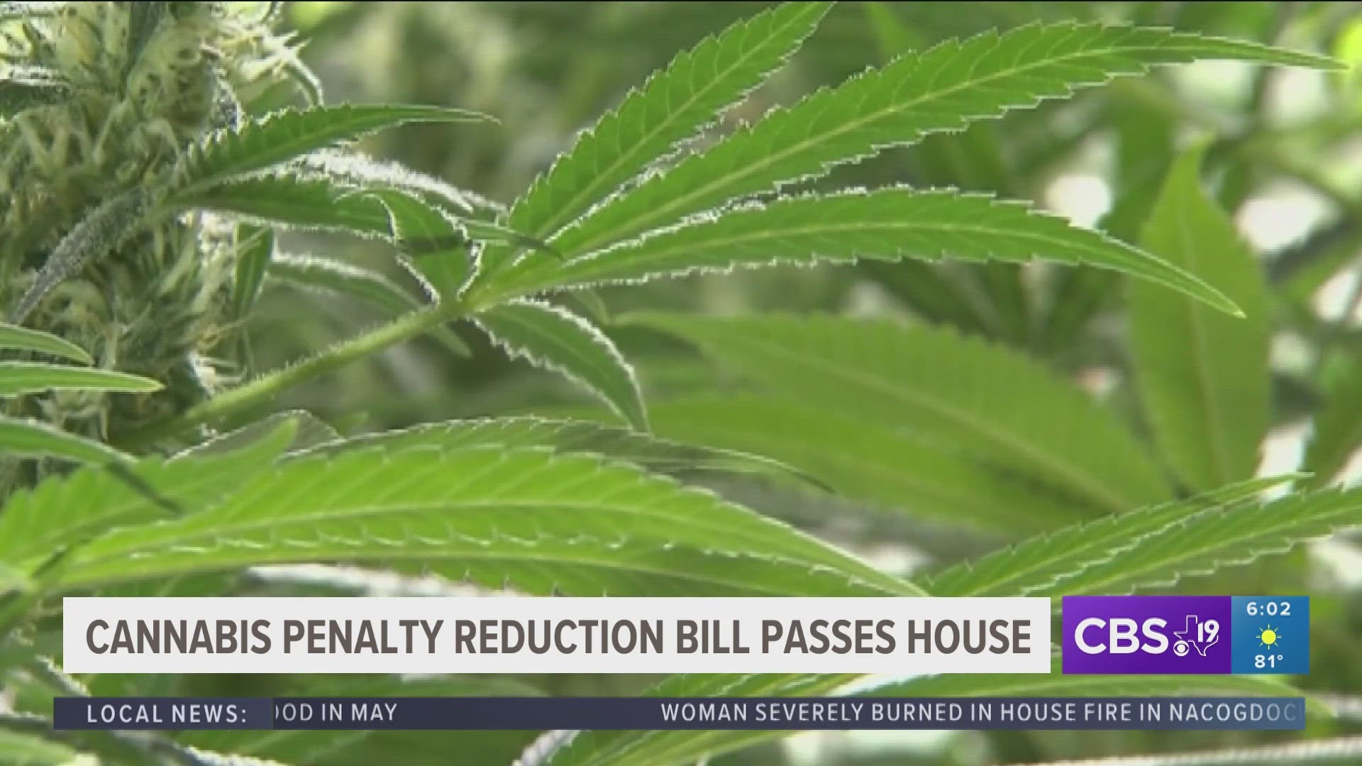 Texas may be one step closer to de-criminalizing marijuana but the bill still needs approval in the senate and Governor Abbott's signature to become law.