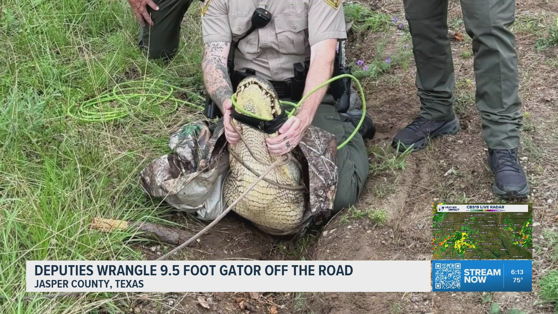 Deputies wrangle 9-foot alligator causing traffic hazard in Jasper