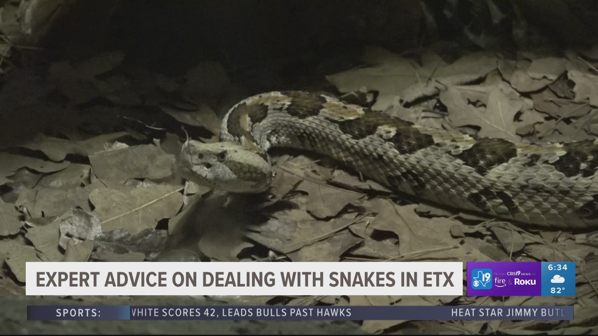 Experts give advice ahead of snake season in East Texas