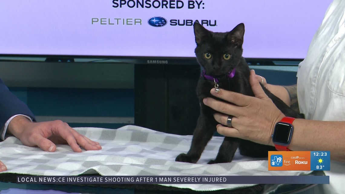 TUESDAY TAILS: Meet Bijou from the SPCA of East Texas