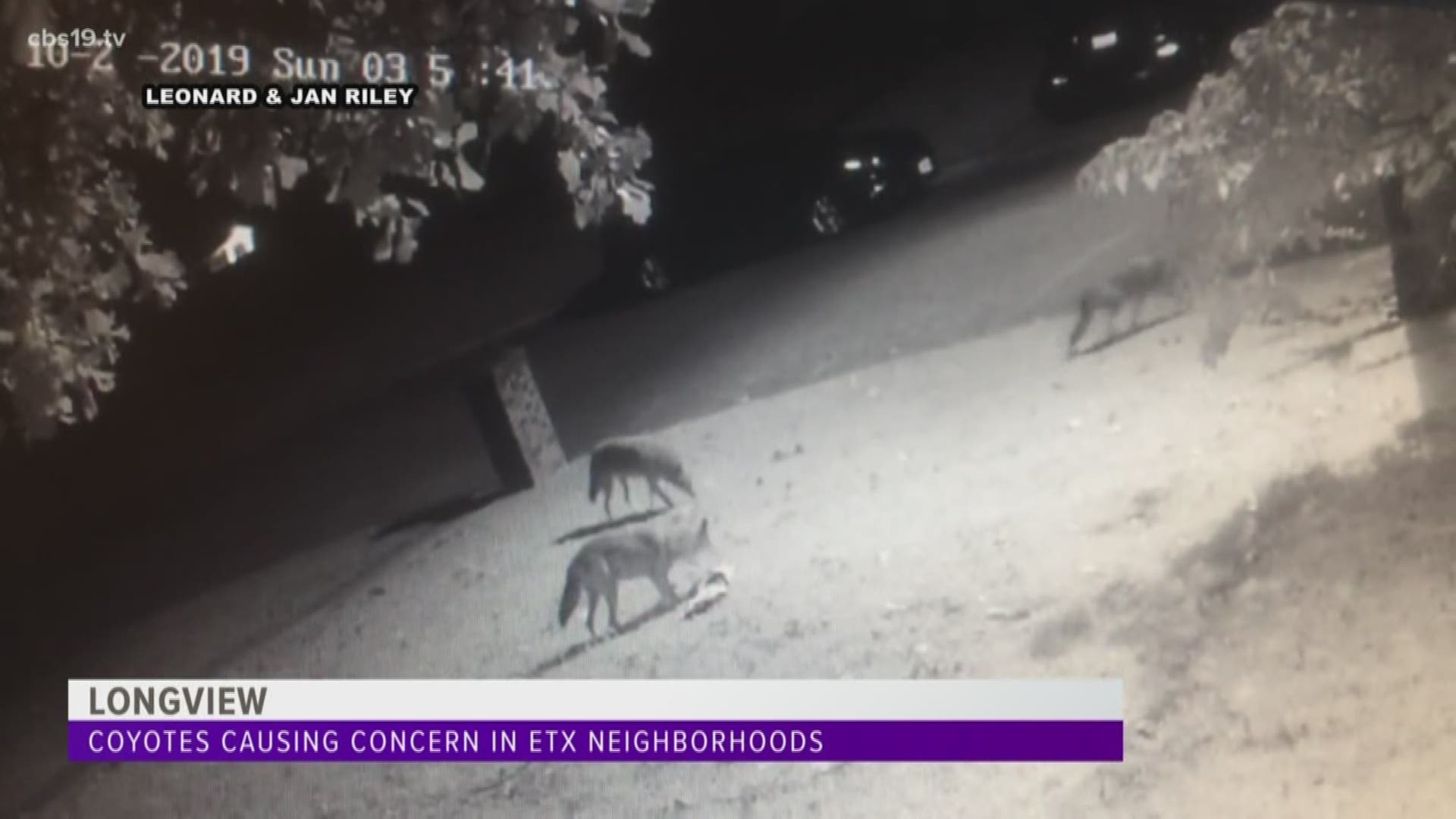Many residents in the Wildwood subdivision in Longview are concerned over coyote sightings and encounters.