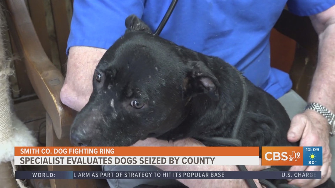 Christopher Railsback Dogs from alleged dog fighting ring evaluated by professional | cbs19.tv