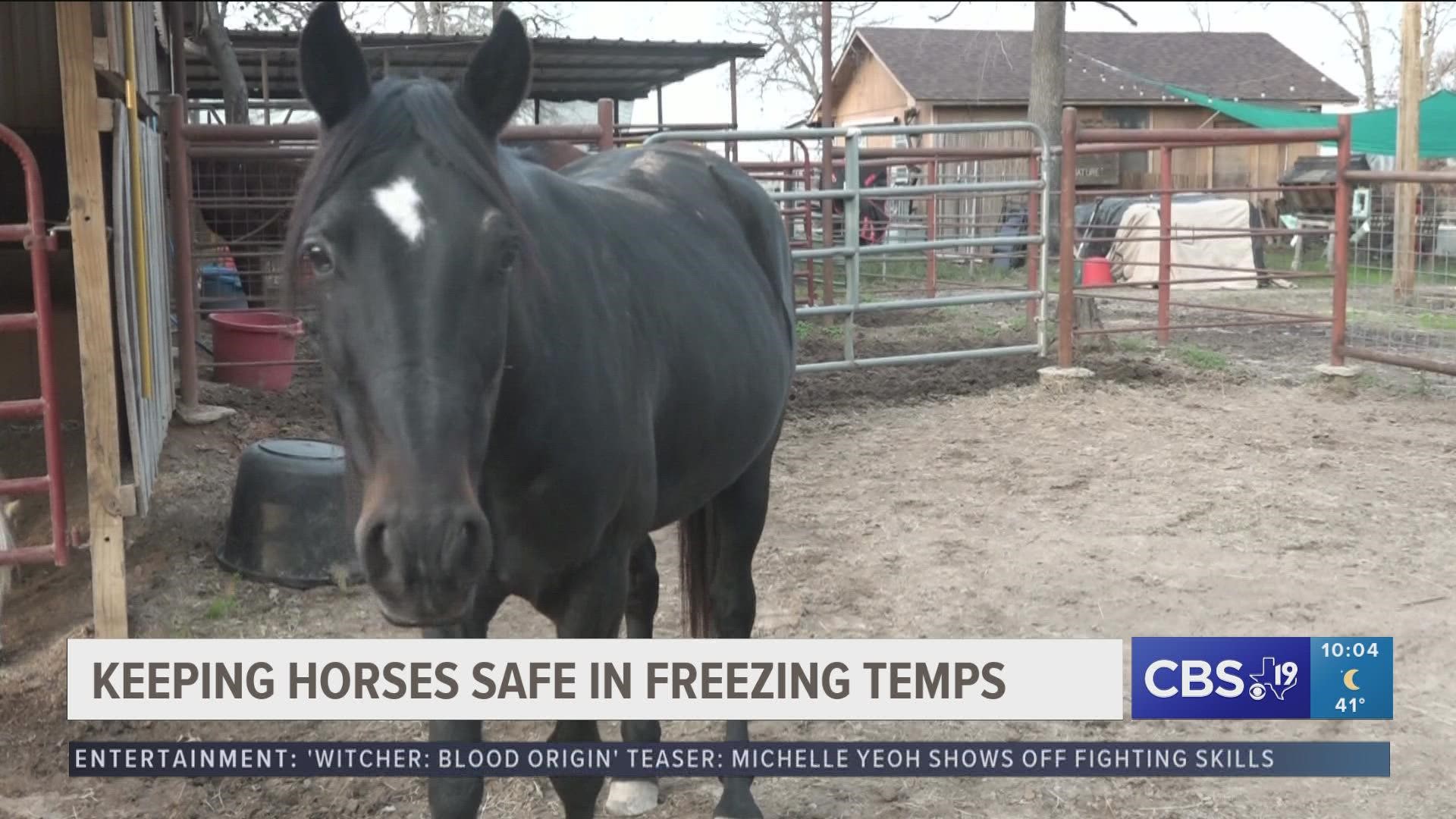 Local horse rescue prepares for upcoming cold weather