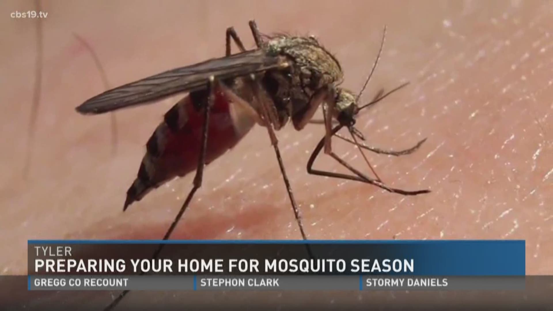 Mosquito season: prepping your homes in ETX