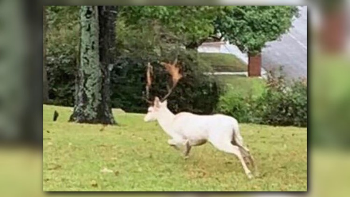 Local animal control, police searching for exotic deer loose in