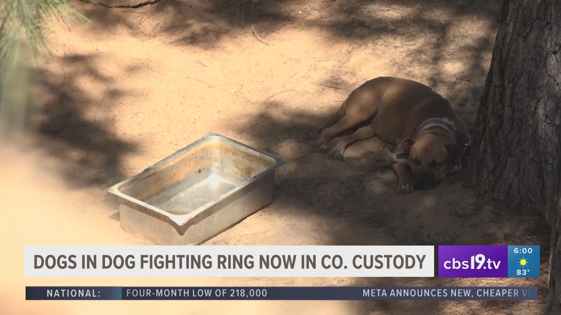 The dogs were previously owned by brothers allegedly involved in a suspected dogfighting ring.