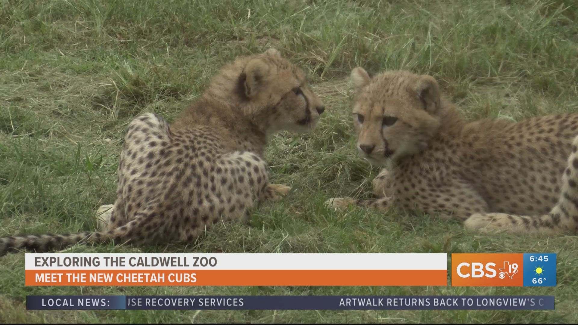 For more behind-the-scenes zoo content, watch CBS19 on Fridays during Morning Y'all for the weekly segment, Exploring the Caldwell Zoo.