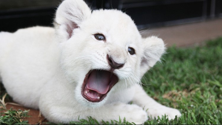 manzian white lion