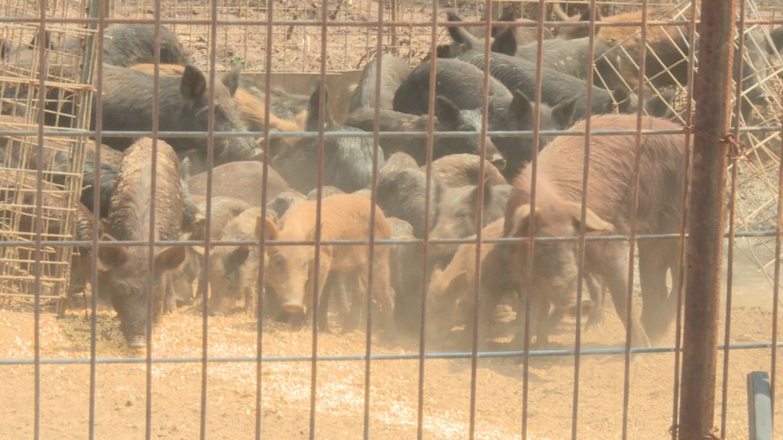 Feral wild hogs invading multiple counties in East Texas | cbs19.tv