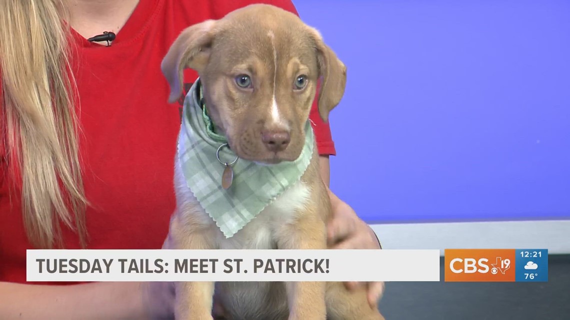 TUESDAY TAILS: Meet St. Patrick from the SPCA of East Texas